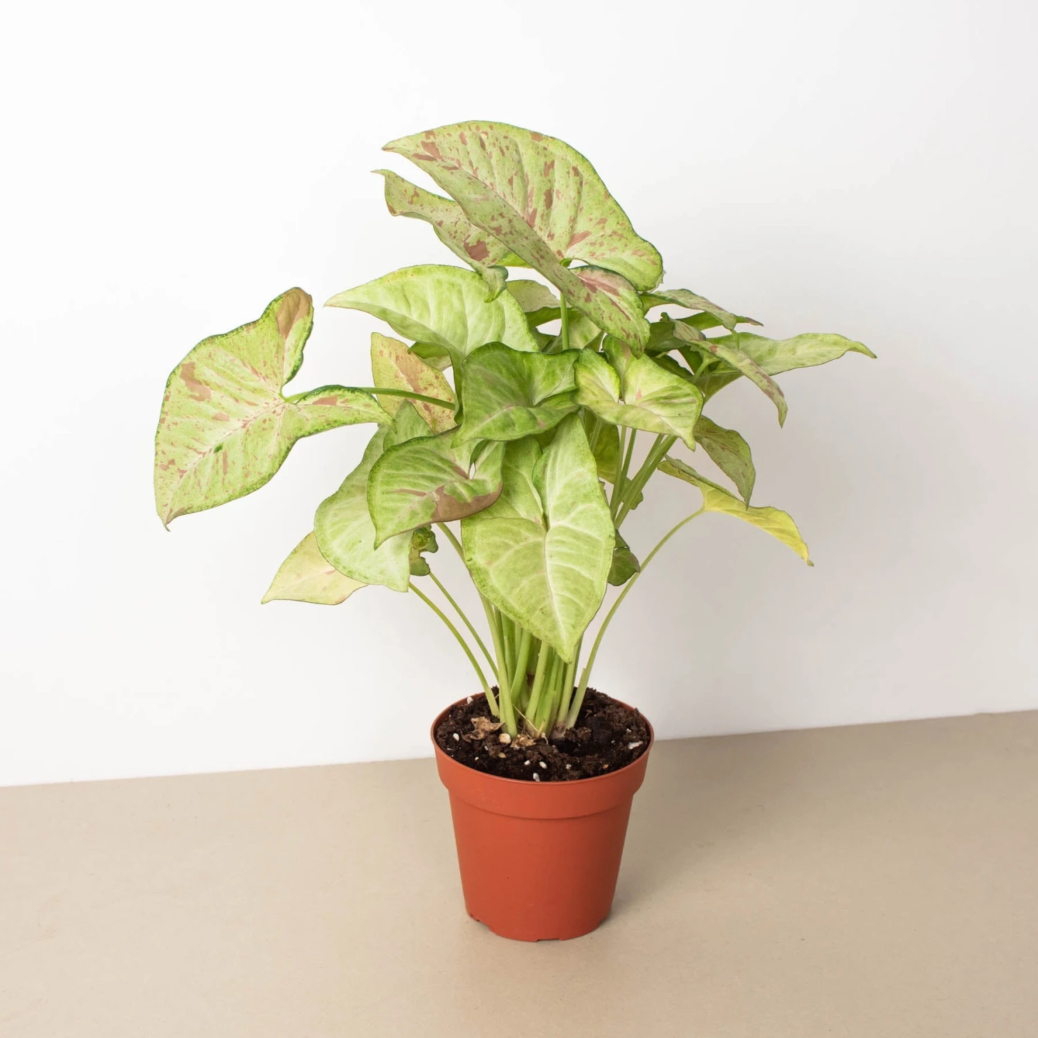 Syngonium 'Confetti' 1 Syngonium 'Confetti'