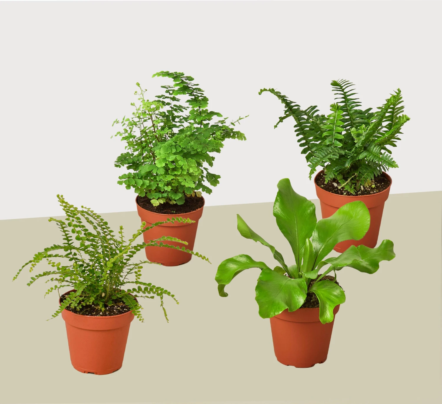 4 Fern Variety Pack - Live Plants - FREE Care Guide - 4" Pot - House Plant 1 4 Fern Variety Pack - Live Plants - FREE Care Guide - 4" Pot - House Plant