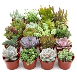 Assorted Succulent Variety -Plant house 4in assorted 20 pack