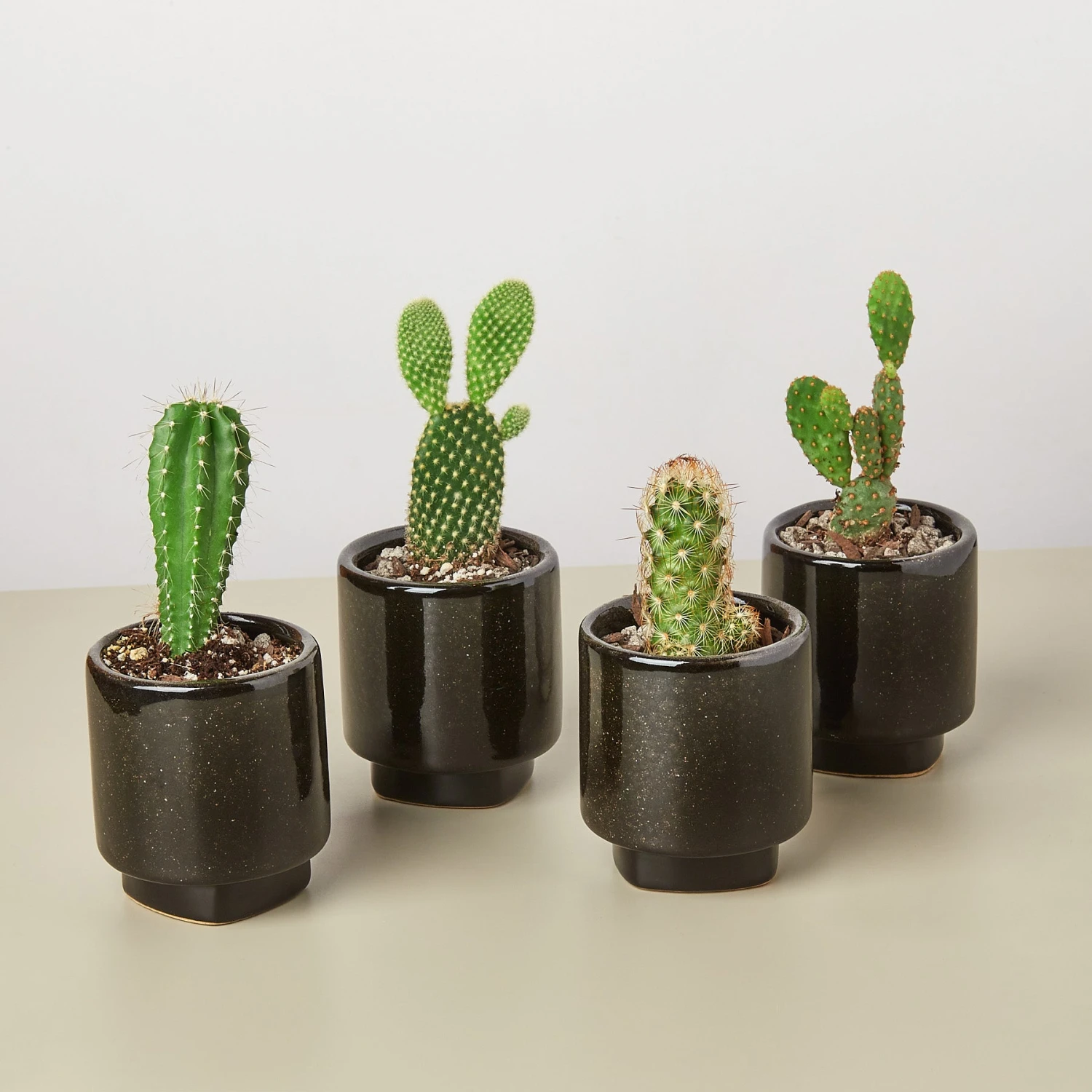 4 Pre Potted Cacti Variety Pack - 3.0" Pot 1 4 Pre Potted Cacti Variety Pack - 3.0" Pot