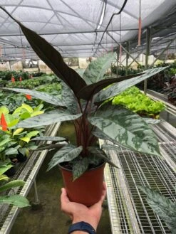 Apoballis 'Purple Sword' -Plant house 54acb496 7f13 44e7 8f60 4cebd1ab01e7