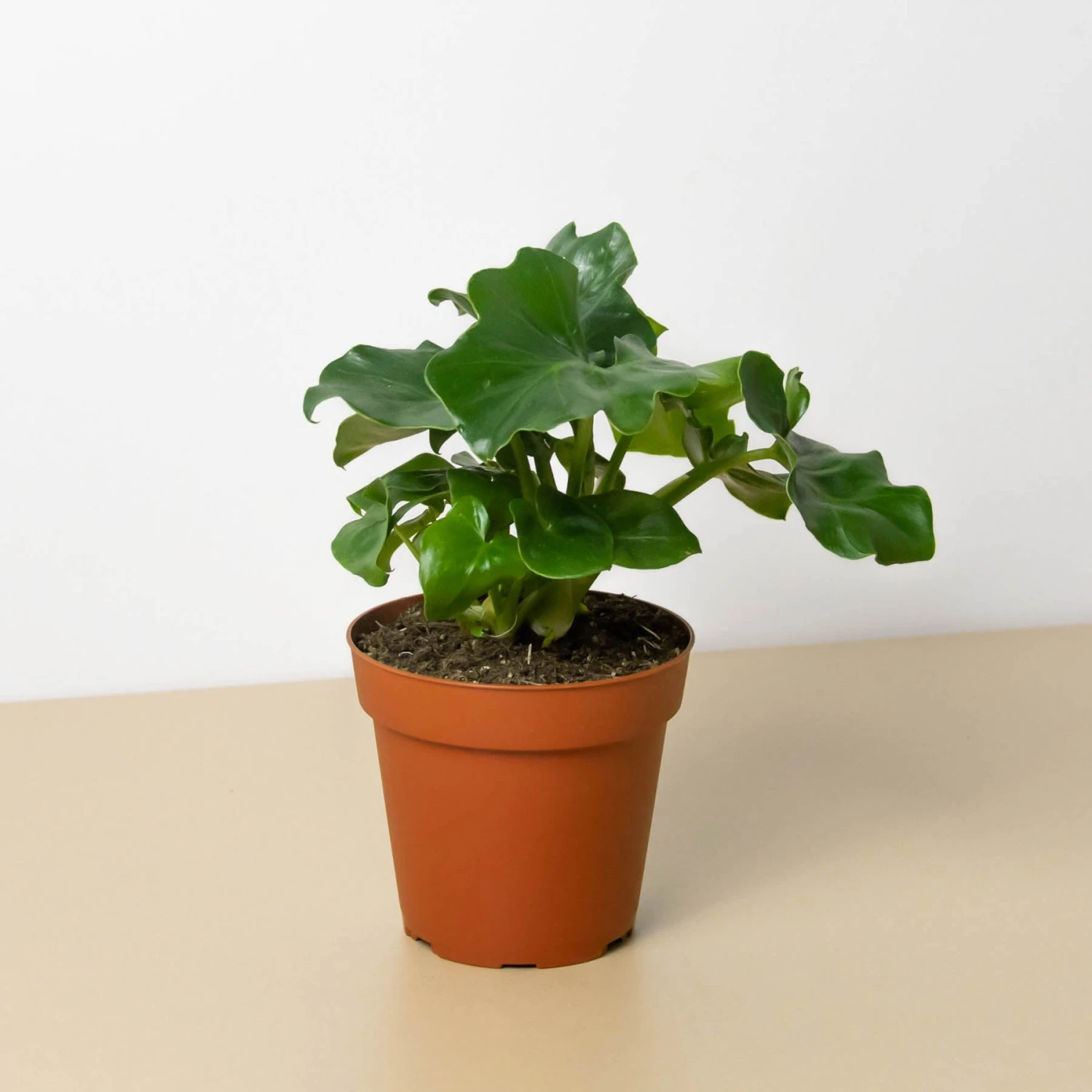 Philodendron 'Atom' 1 Philodendron 'Atom'