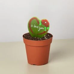 Hoya Heart - "I Love You" Special Painted Hoya 8 Hoya Heart - "I Love You" Special Painted Hoya -Plant house 5706947f 5790 40ff b3e4 a2ced3eaa320