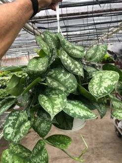 Pothos 'Silver Splash' 12 Pothos 'Silver Splash' -Plant house 57f2ffb9 1d91 4f03 ac12 589b5f17dc5e