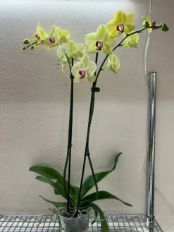 Orchid 'Yellow Phalaenopsis' -Plant house 5 PHALAENOPSIS YELLOW DS TEMP 12.6.23
