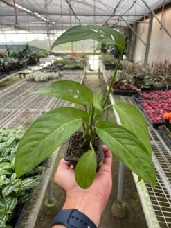 Monstera Adansonii 'Swiss Cheese' 20 Monstera Adansonii 'Swiss Cheese' -Plant house 5cd91725 c6b2 47eb 92ed ee6b7e00667f