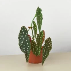 Begonia 'Maculata' -Plant house 6 BEGONIA MACULATA 11