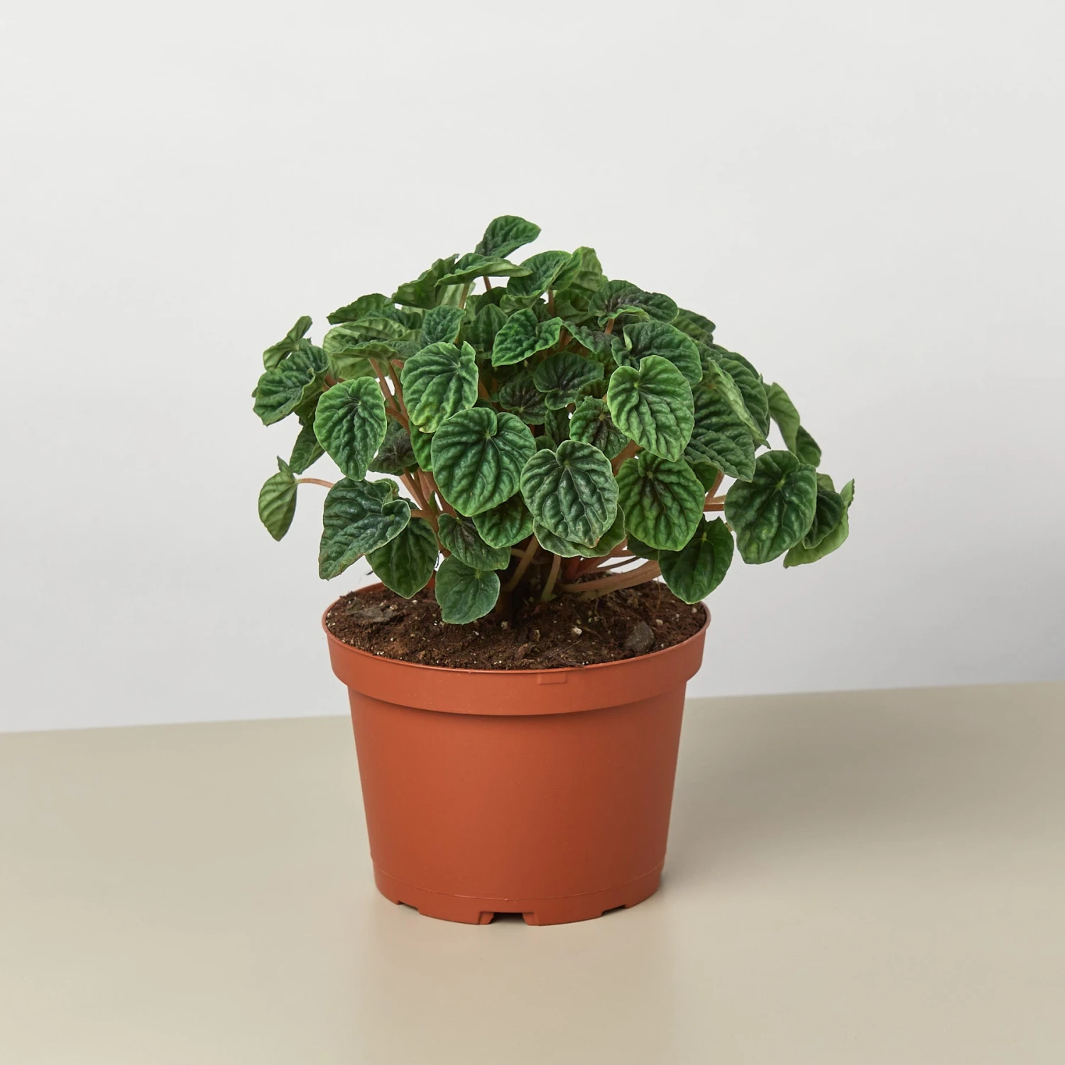 Peperomia 'Ripple' 1 Peperomia 'Ripple'