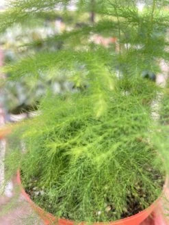 Fern 'Asparagus' -Plant house 62111d5b ba4b 496c a0e6 0d96d967a7c2