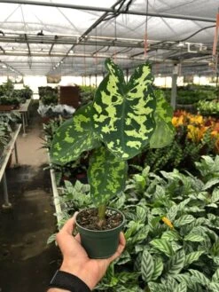 Alocasia 'Hilo Beauty' -Plant house 6410b764 98e1 48a5 8290 7b6af286017f
