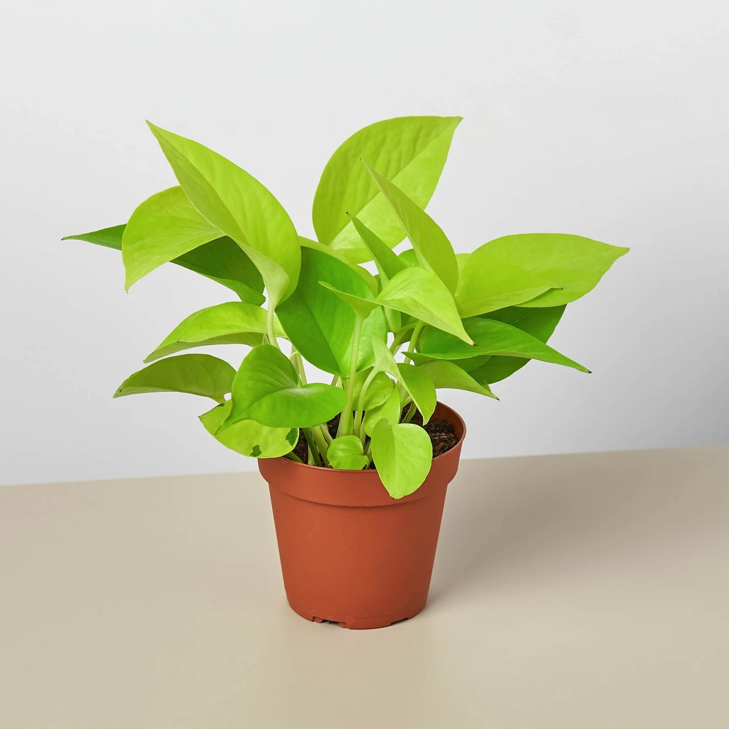Pothos 'Neon' 1 Pothos 'Neon'