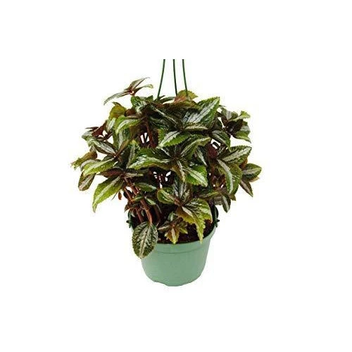 Pilea 'Bronze' 5 Pilea 'Bronze' - Image 5