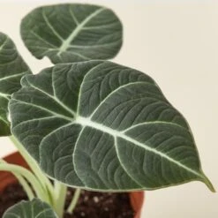 Alocasia Reginula 'Black Velvet' 8 Alocasia Reginula 'Black Velvet' -Plant house 6 ALOCASIA BLACKVELVET 2