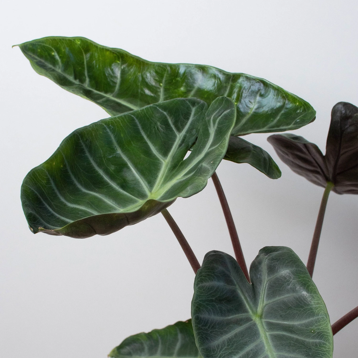 Alocasia 'Ebony' 1 Alocasia 'Ebony'