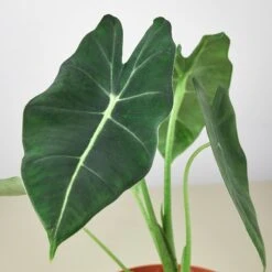 Alocasia Micholitziana 'Frydek' 10 Alocasia Micholitziana 'Frydek' -Plant house 6 ALOCASIA FRYDEK 2