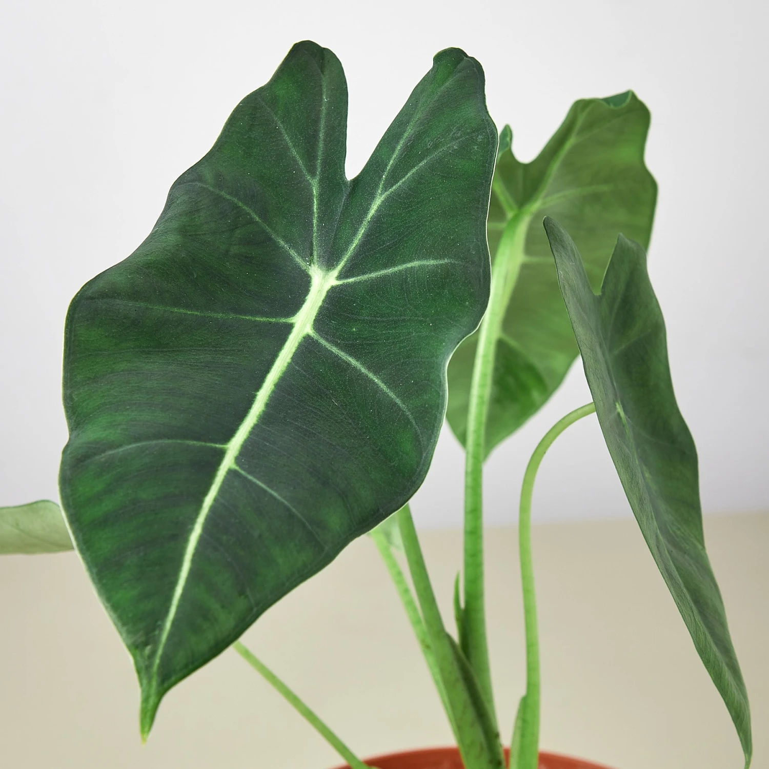 Alocasia Micholitziana 'Frydek' 5 Alocasia Micholitziana 'Frydek' - Image 5