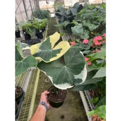 Front Page -Plant house 6 ALOCASIA MICKEY.MOUSE TEMP 11.14.23 247x247 1