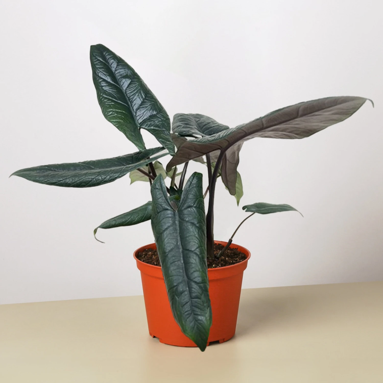 Alocasia 'Scalprum' 1 Alocasia 'Scalprum'