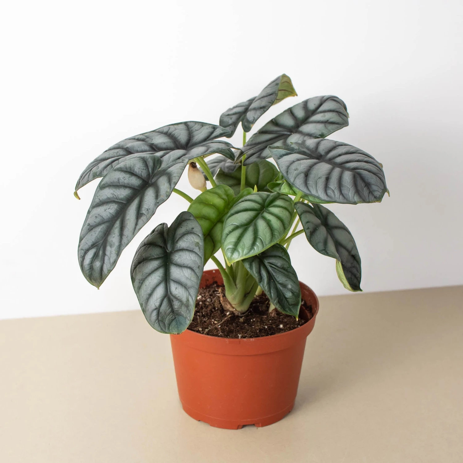 Alocasia 'Silver Dragon' 4 Alocasia 'Silver Dragon' - Image 4