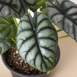 Alocasia 'Silver Dragon' 10 Alocasia 'Silver Dragon' -Plant house 6 ALOCASIA SILVER.DRAGON 2