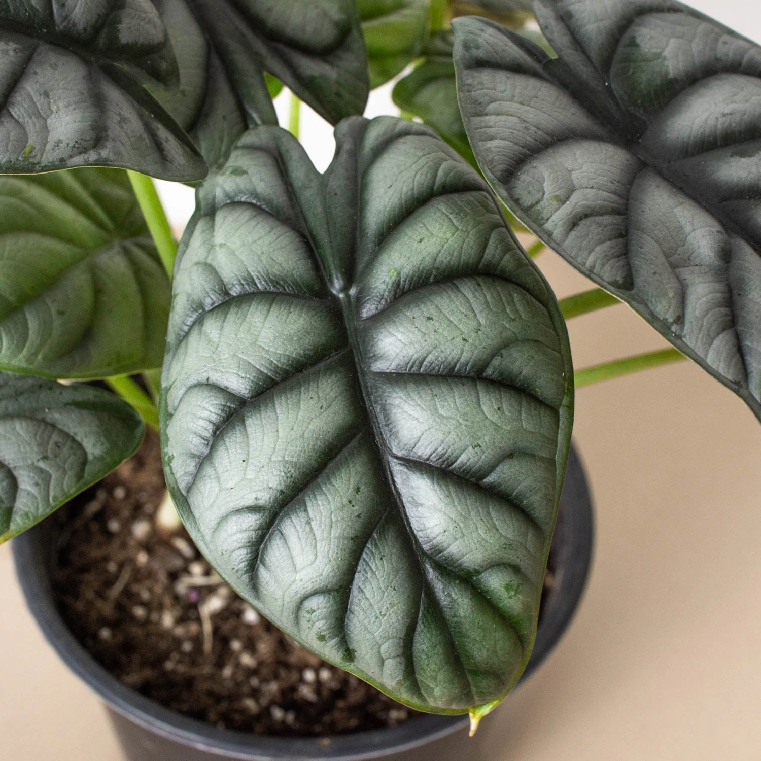 Alocasia 'Silver Dragon' 5 Alocasia 'Silver Dragon' - Image 5