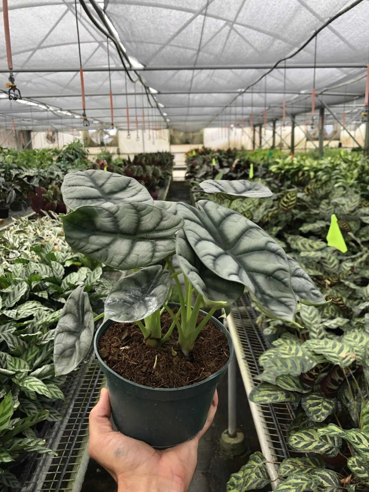 Alocasia 'Silver Dragon' 3 Alocasia 'Silver Dragon' - Image 3