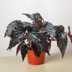 Begonia 'Black Magic'
