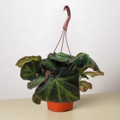 Begonia 'Soli Mutata'