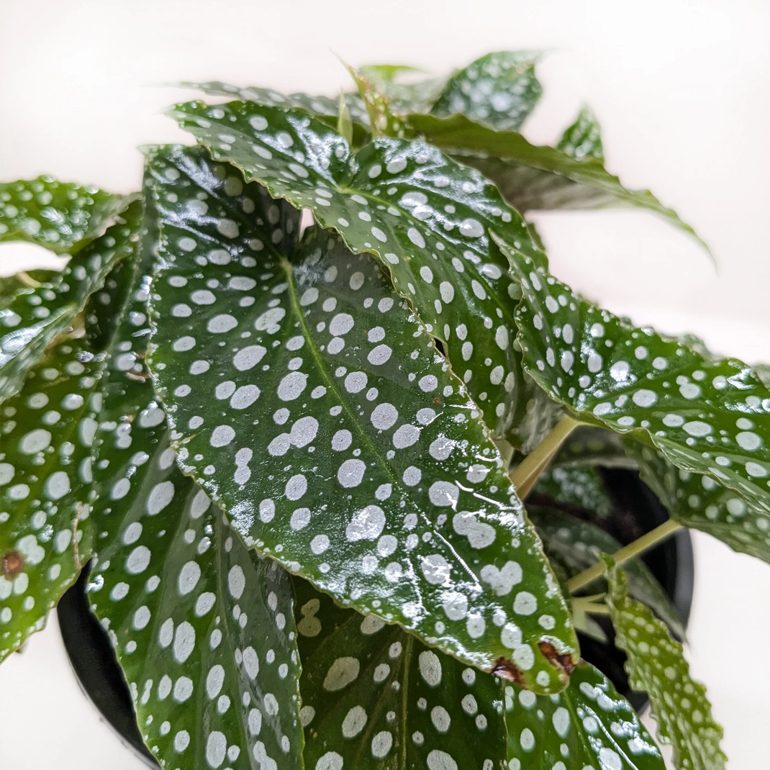 Begonia 'White Ice' 2 Begonia 'White Ice' - Image 2