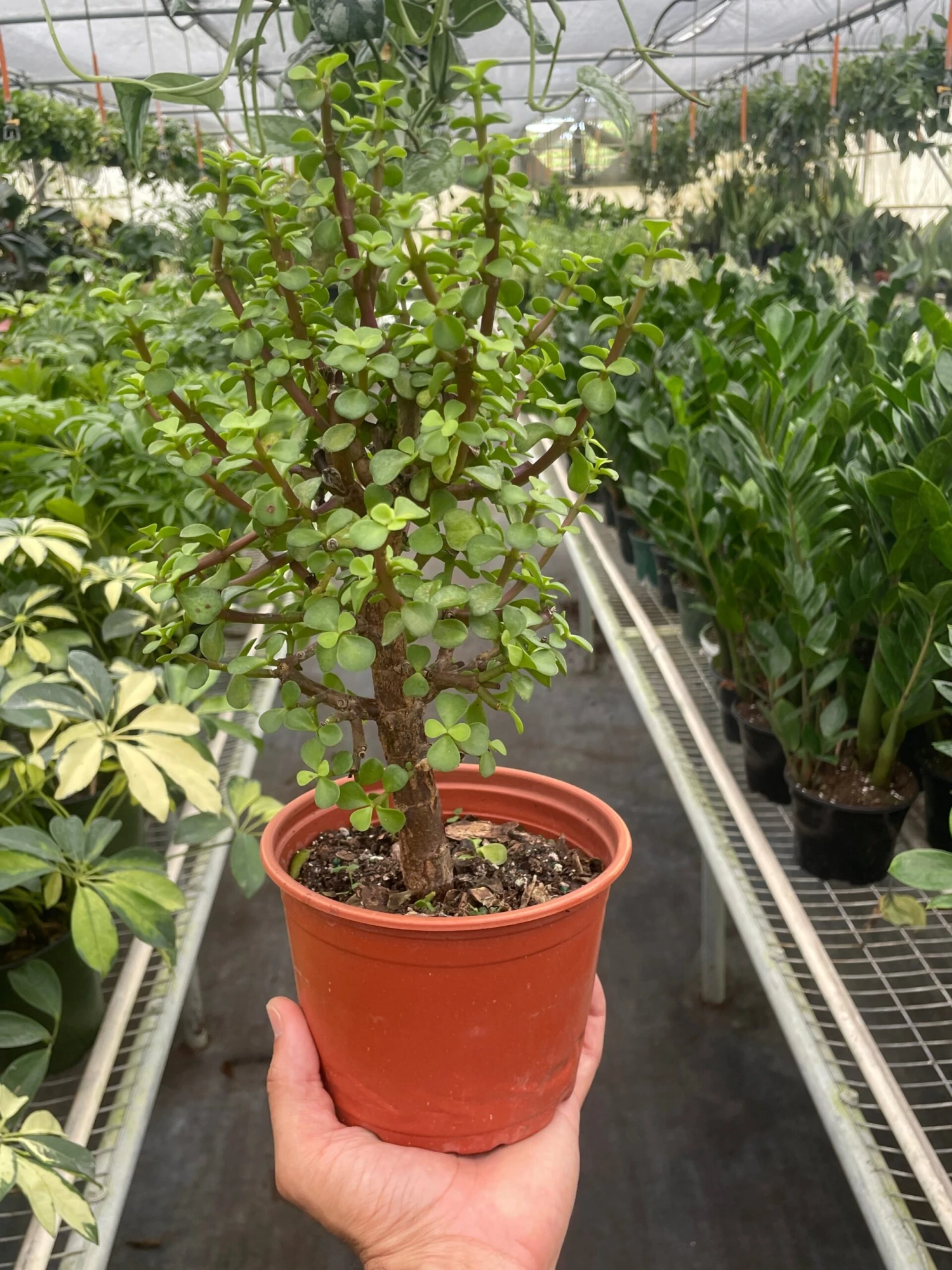 Bonsai Jade Dwarf Green 2 Bonsai Jade Dwarf Green - Image 2