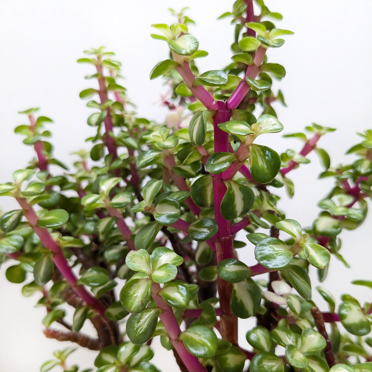 Bonsai Jade Dwarf Rainbow 2 Bonsai Jade Dwarf Rainbow - Image 2