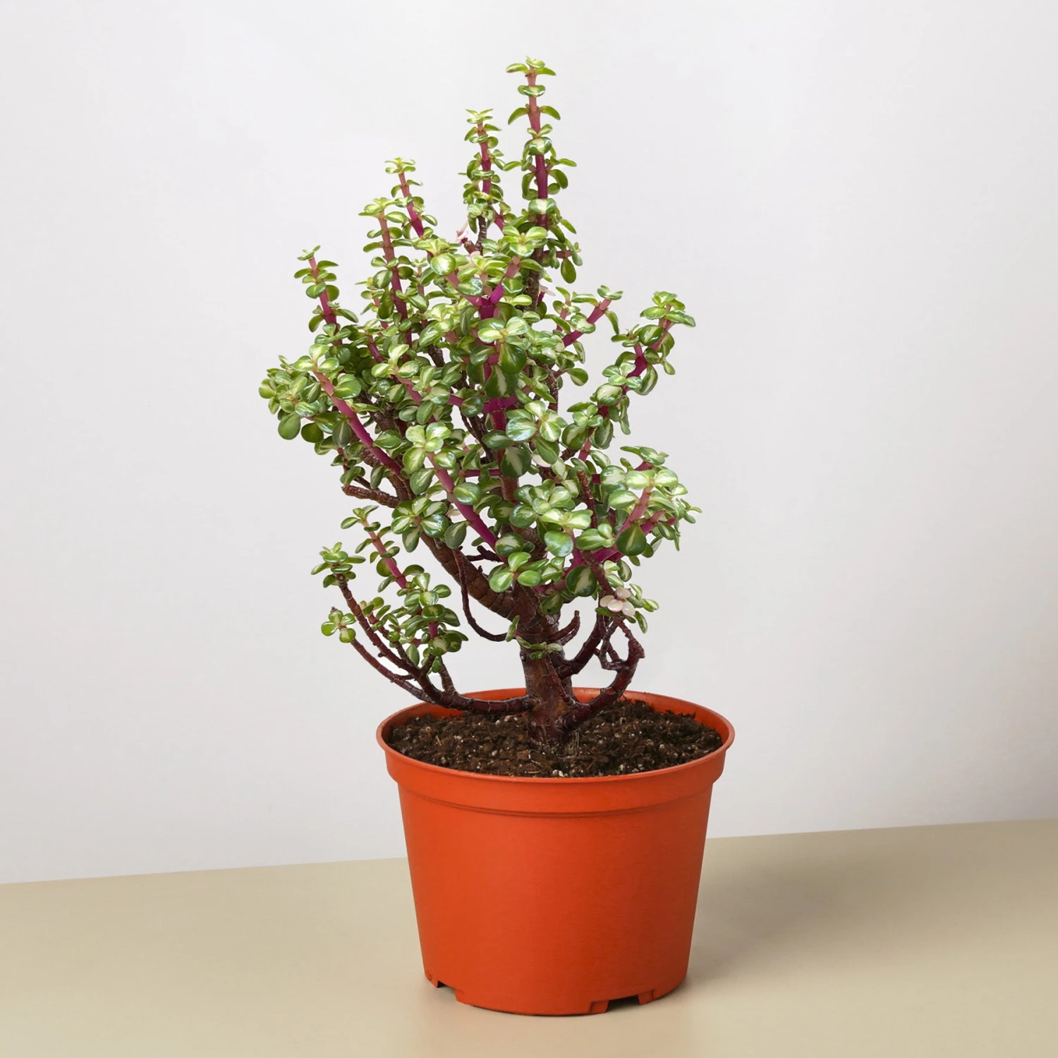 Bonsai Jade Dwarf Rainbow 1 Bonsai Jade Dwarf Rainbow