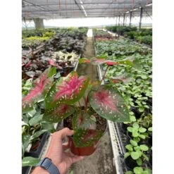 6" Caladium 'Red Flash'