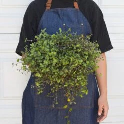 Calasia Repens 5 Calasia Repens -Plant house 6 CALASIA REPENS 3