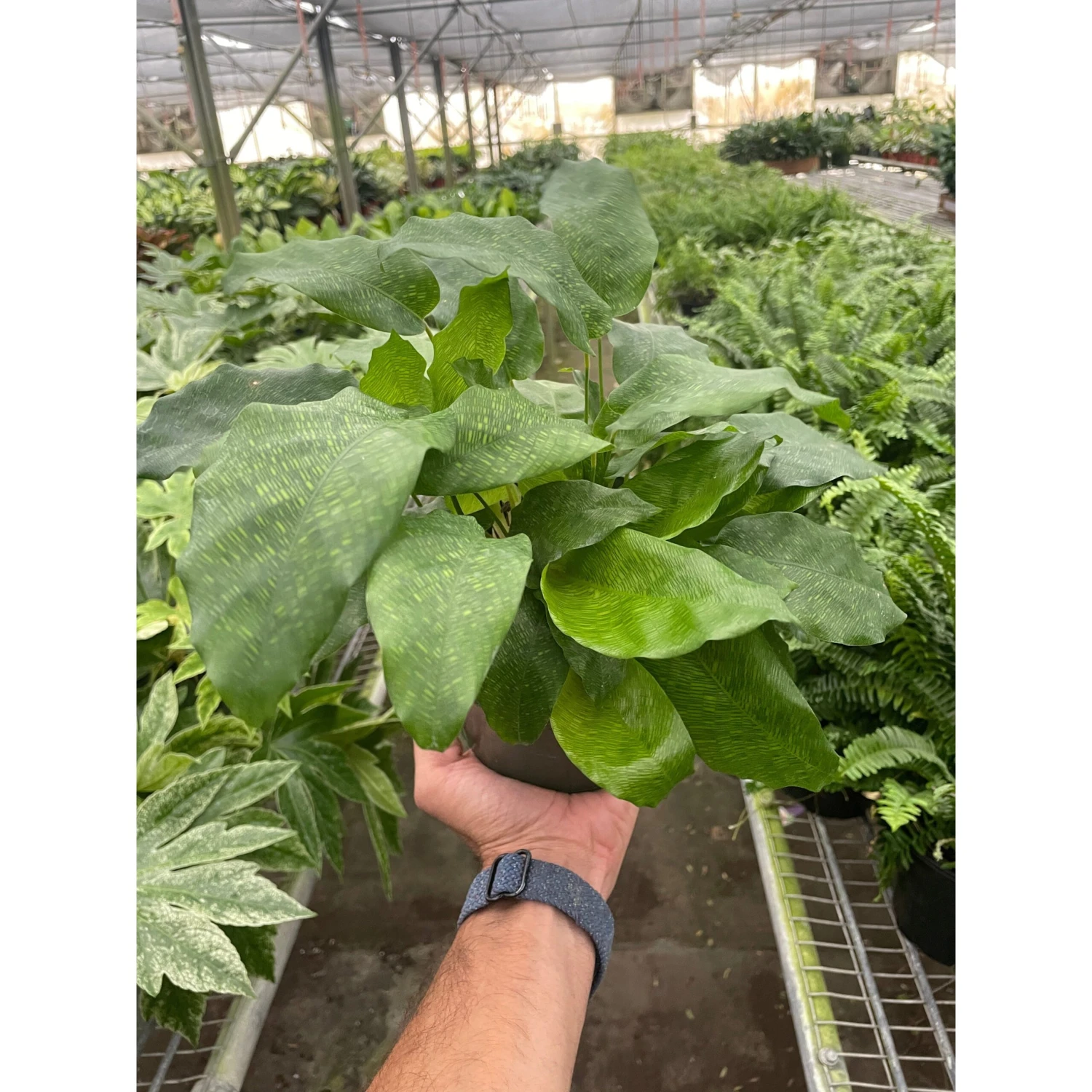 Calathea 'Musaica' 1 Calathea 'Musaica'