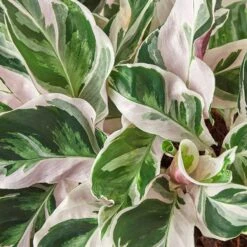 Calathea 'White Fusion' -Plant house 6 CALATHEA WHITE.FUSION 2