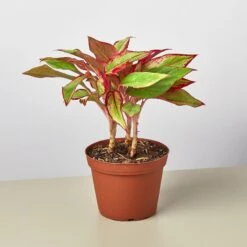 Chinese Evergreen 'Red Siam' 9 Chinese Evergreen 'Red Siam' -Plant house 6 CH.EVERGREEN RED.SIAM 1