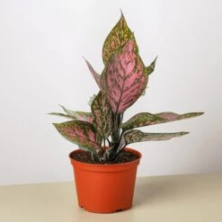 Chinese Evergreen 'Wishes' 6 Chinese Evergreen 'Wishes' -Plant house 6 CH.EVERGREEN WISHES