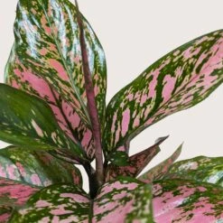 Chinese Evergreen 'Wishes' 7 Chinese Evergreen 'Wishes' -Plant house 6 CH.EVERGREEN WISHES 2