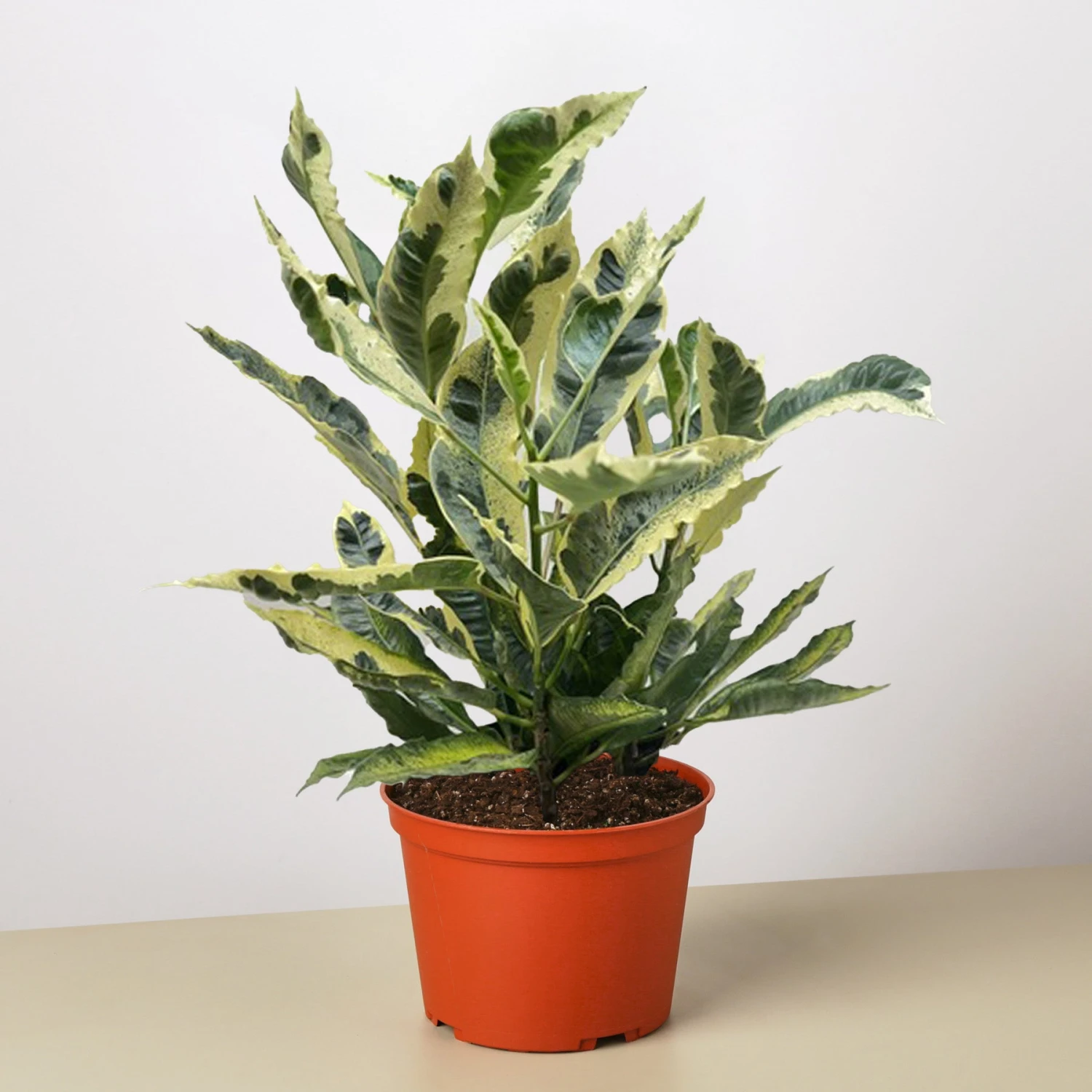 Croton 'Tamara' 1 Croton 'Tamara'