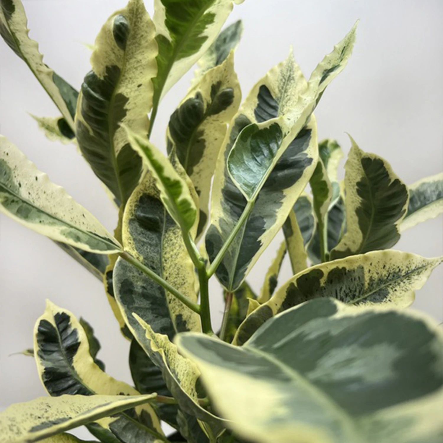 Croton 'Tamara' 2 Croton 'Tamara' - Image 2