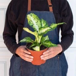 Dieffenbachia 'Amy' 5 Dieffenbachia 'Amy' -Plant house 6 DIEFFENBACHIA AMY 3