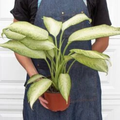 Dieffenbachia 'Camouflage' 11 Dieffenbachia 'Camouflage' -Plant house 6 DIEFFENBACHIA CAMOUFLAGE 3