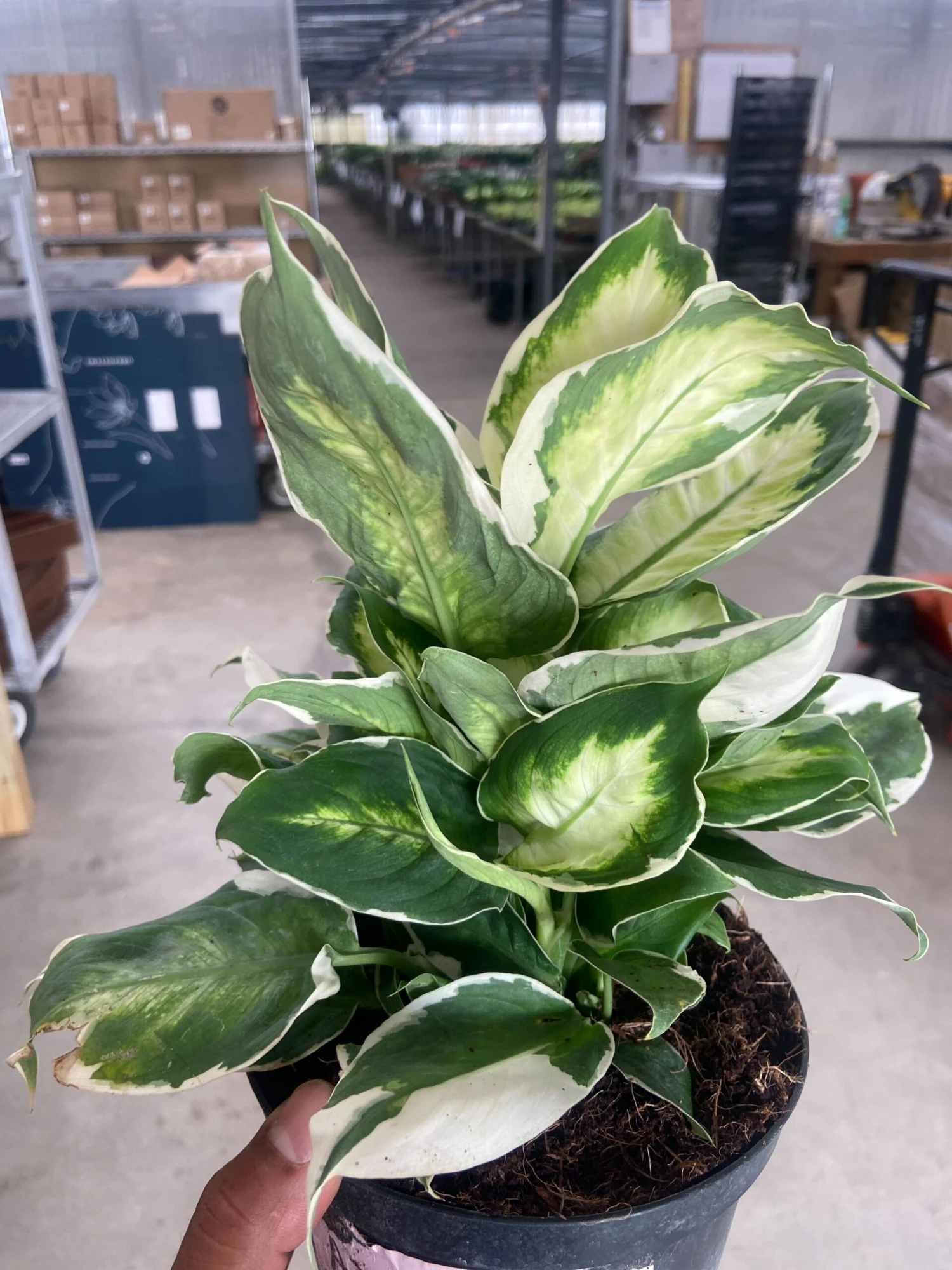 Dieffenbachia 'Cool Beauty' 1 Dieffenbachia 'Cool Beauty'