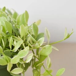 Succulent Dischidia Cascade -Plant house 6 DISCHIDIA CASCADE.VARIEGATED 2