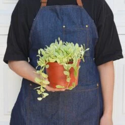 Succulent Dischidia Cascade -Plant house 6 DISCHIDIA CASCADE.VARIEGATED 3