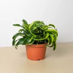 Dracaena 'Tornado' -Plant house 6 DRACAENA TORNADO 1 16cc8ef2 4104 4248 96fa 9ddaa9880558