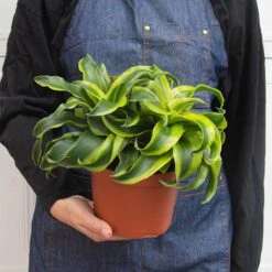 Dracaena 'Tornado' -Plant house 6 DRACAENA TORNADO 3 12e83932 2f67 47c6 944e c8c45168a89e