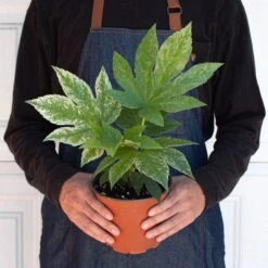 Fatsia 'Spider's Web' -Plant house 6 FATSIA SPIDERS.WEB 3