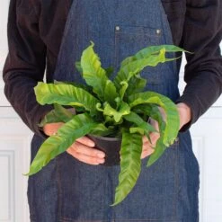 Fern 'Bird's Nest Hurricane' -Plant house 6 FERN BIRDS.NEST HURRICANE 3